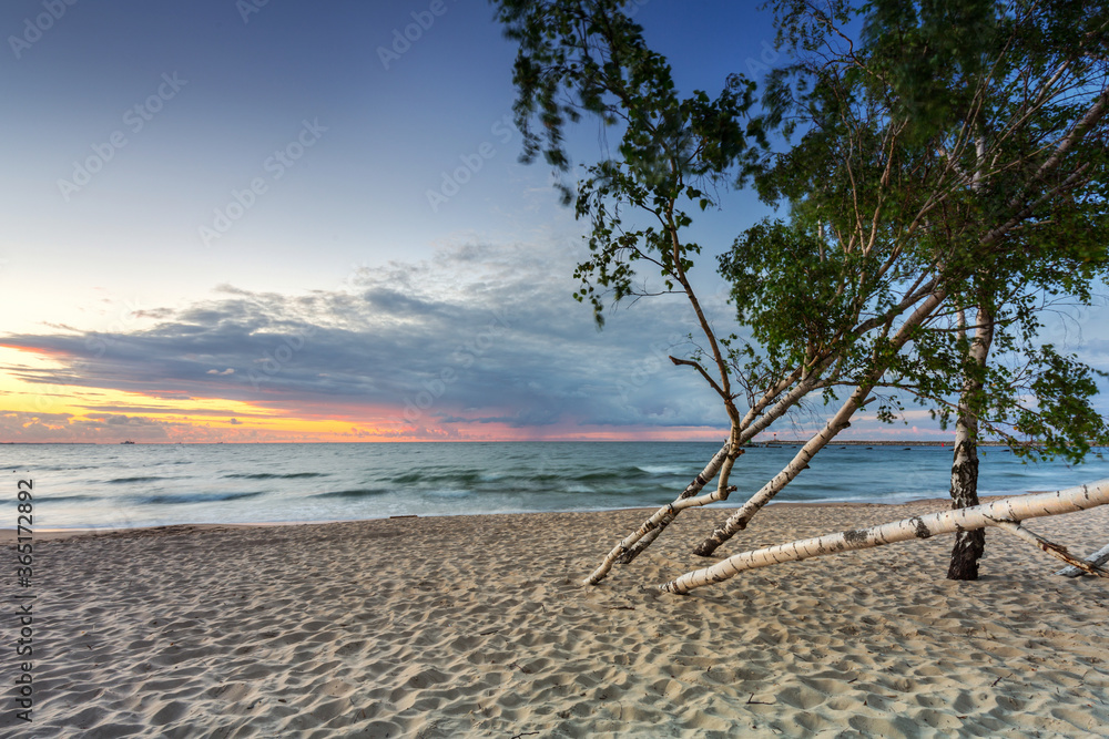 Beautiful sunset over a beach with birch trees by the Baltic Sea, Gdańsk.