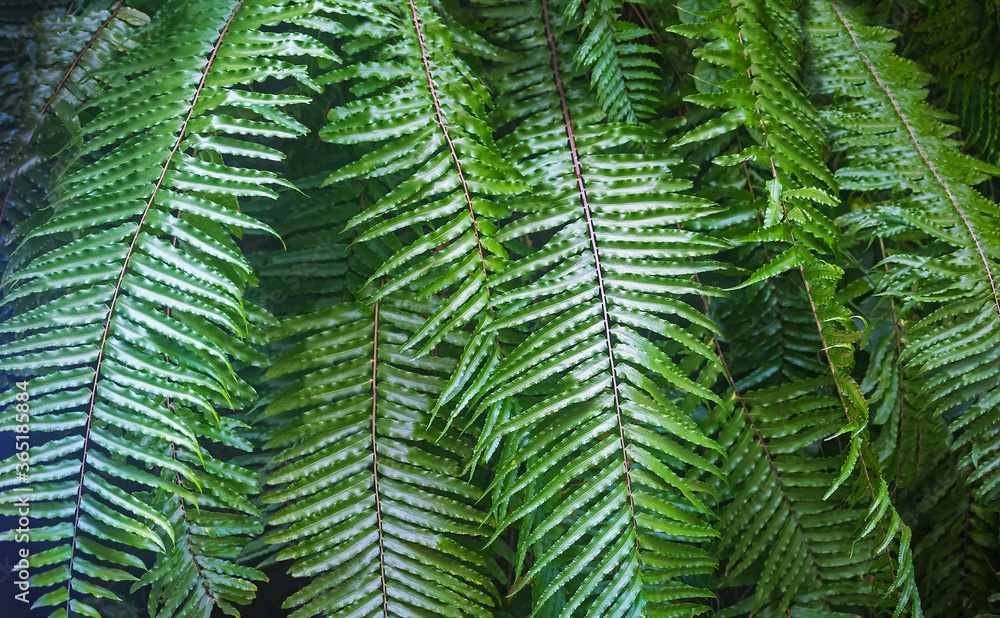 美丽的天然蕨类植物空图案。完美的背景是年轻的绿色热带蕨类植物叶子。