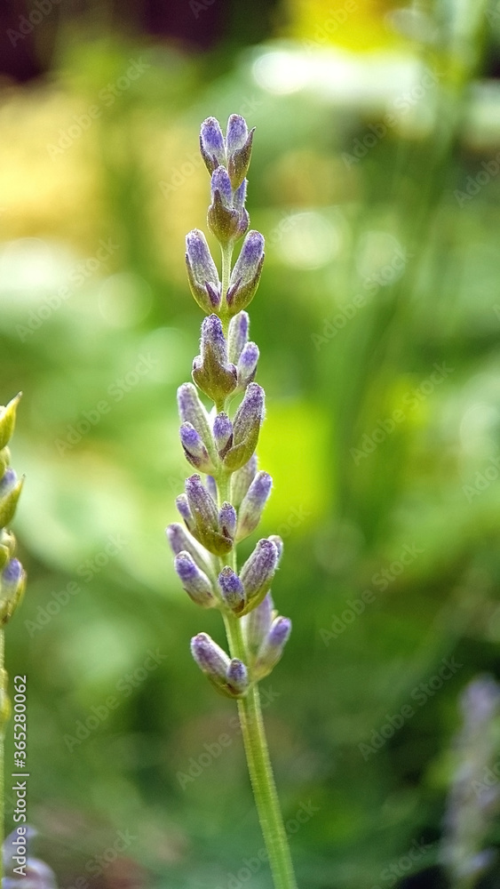 紫芽花