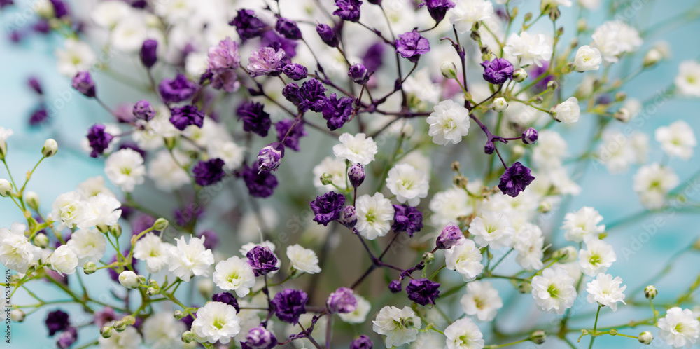 Gypsophila（婴儿呼吸花），轻盈透气的白色小花。柔和色调