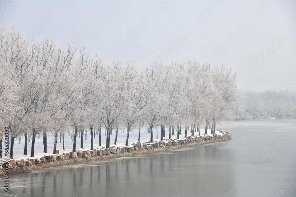 冬季公园河边白雪皑皑的柳树，美丽的自然景观