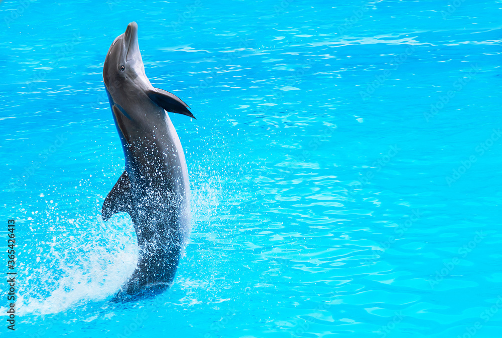 Dolphin is in the water. Cute smiling dolphin jumping and looking at the camera. Canary islands, Spa