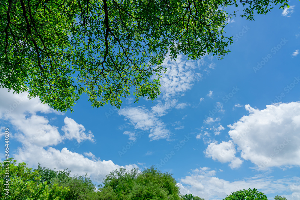 Tree branches with green leaves against blue sky and white fluffy clouds on sunny day. Looking up vi