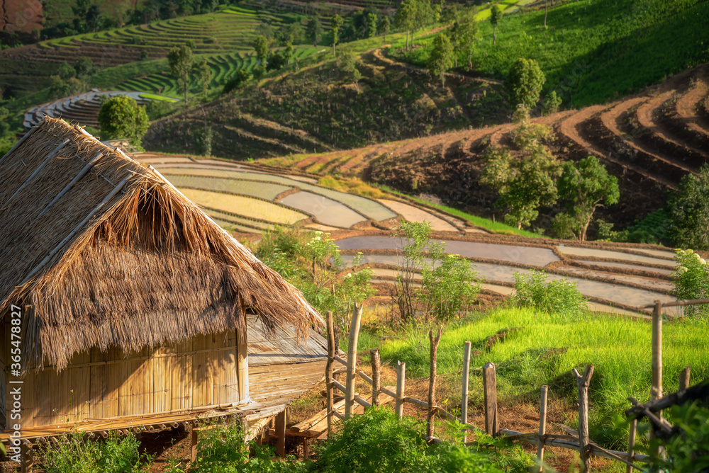 Beautiful scenery of rice terraces at Pa Bong Piang in northern of Thailand that just started to pla