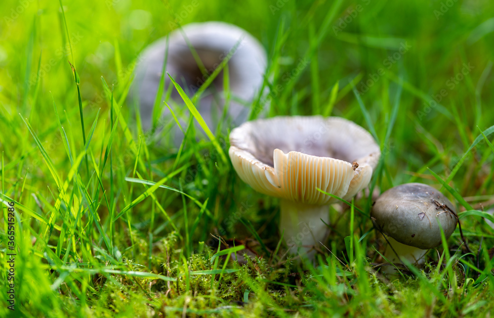 autumn mushrooms growing in the forest, outdoor enviroment