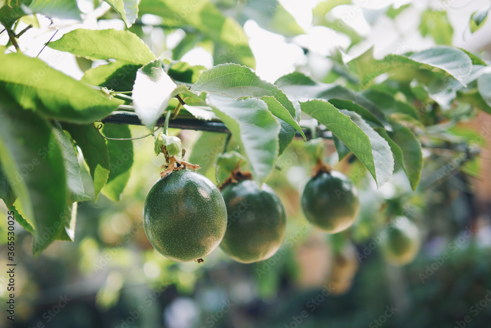 绿色百香果（Passiflora edulis）挂在家里花园的藤蔓上，绿叶模糊