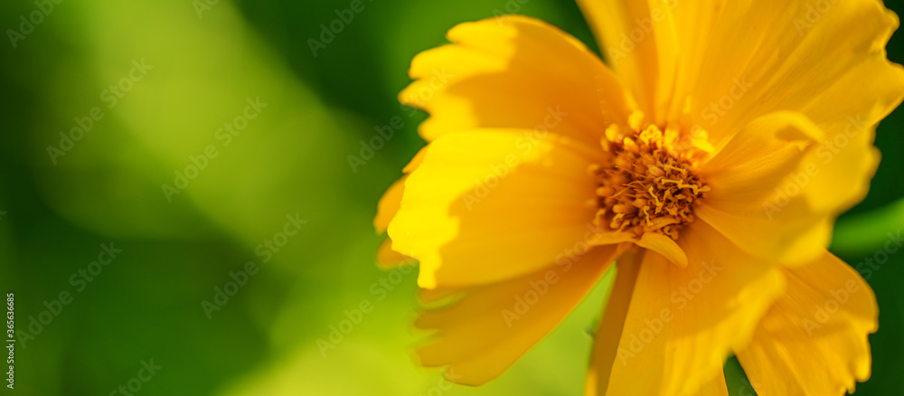 Closeup photo of a yellow wild meadow flower