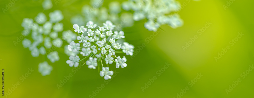 Closeup photo of a white wild meadow flower