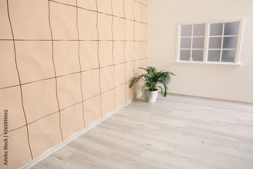 Houseplant in interior of empty spacious room