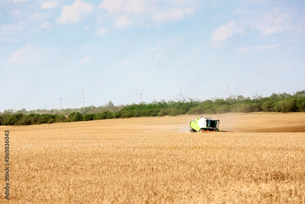 Combine harvester in wheat field