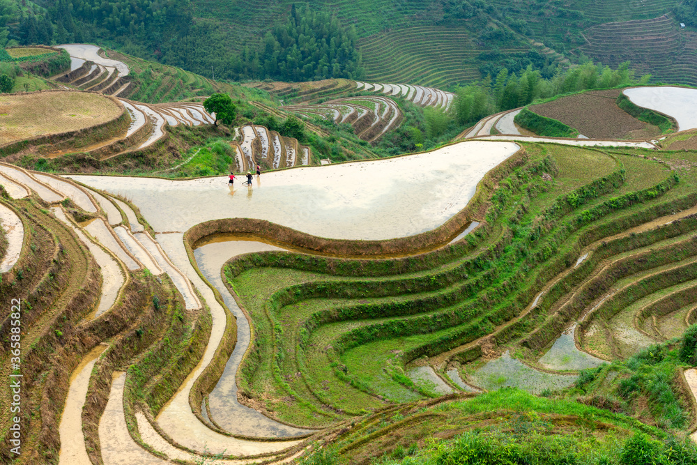 中国桂林瑶山山坡水稻梯田