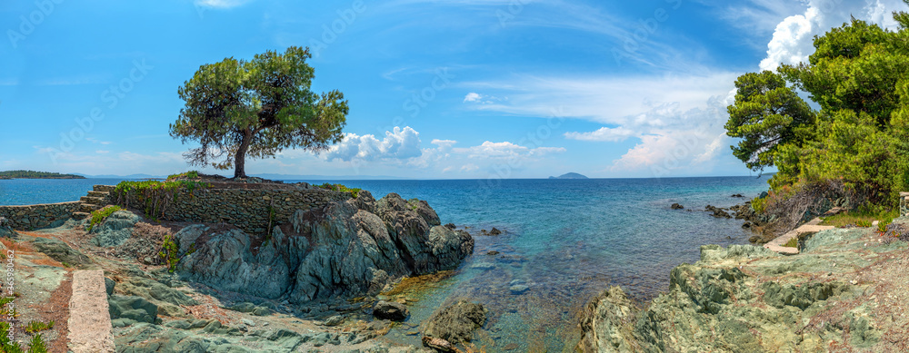 大海背景中岩石上的孤独树