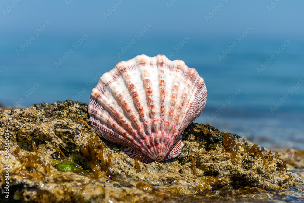 Seashells on the sand by the sea on a sunny day