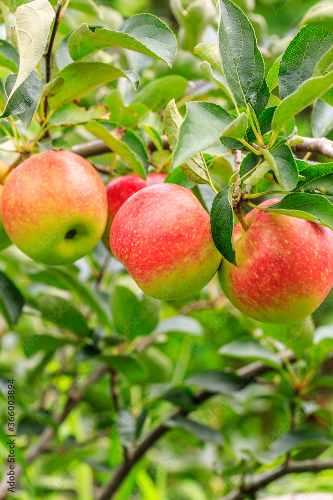 Red apples on the tree.fresh fruits in apple plantation.