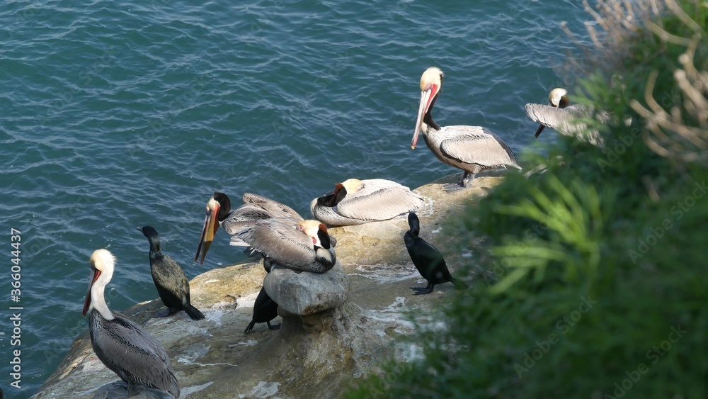 Brown pelicans with throat pouch and double-crested cormorants after fishing, rock in La Jolla Cove.