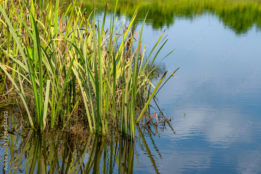 View on the bog in the swamp