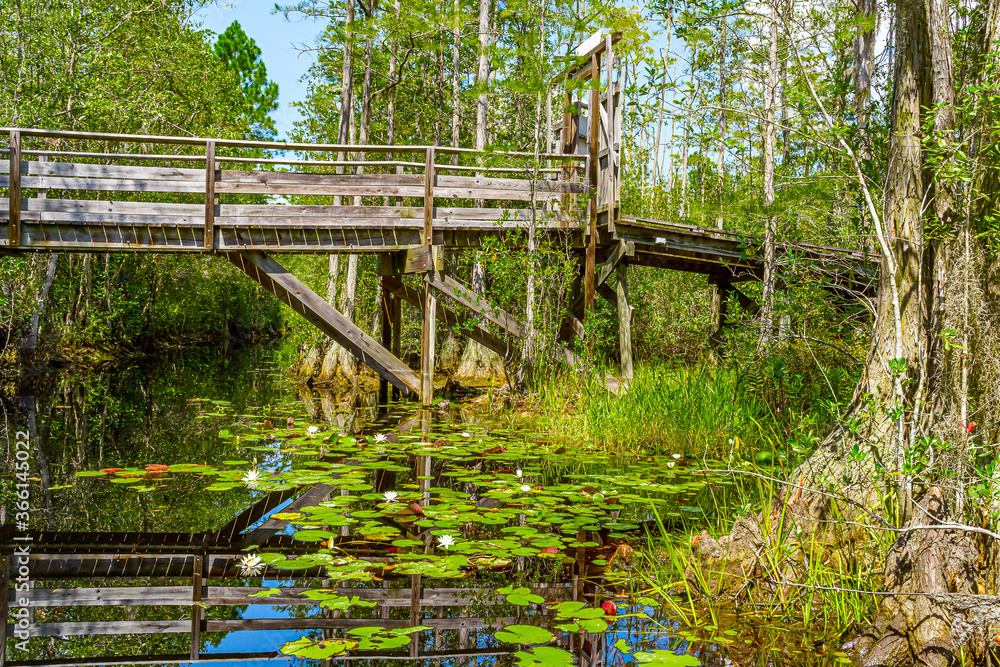 Wooden path through forest woods of Okefenokee Swamp Park in Georgia.