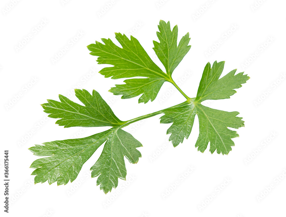 Italian parsley on a white background