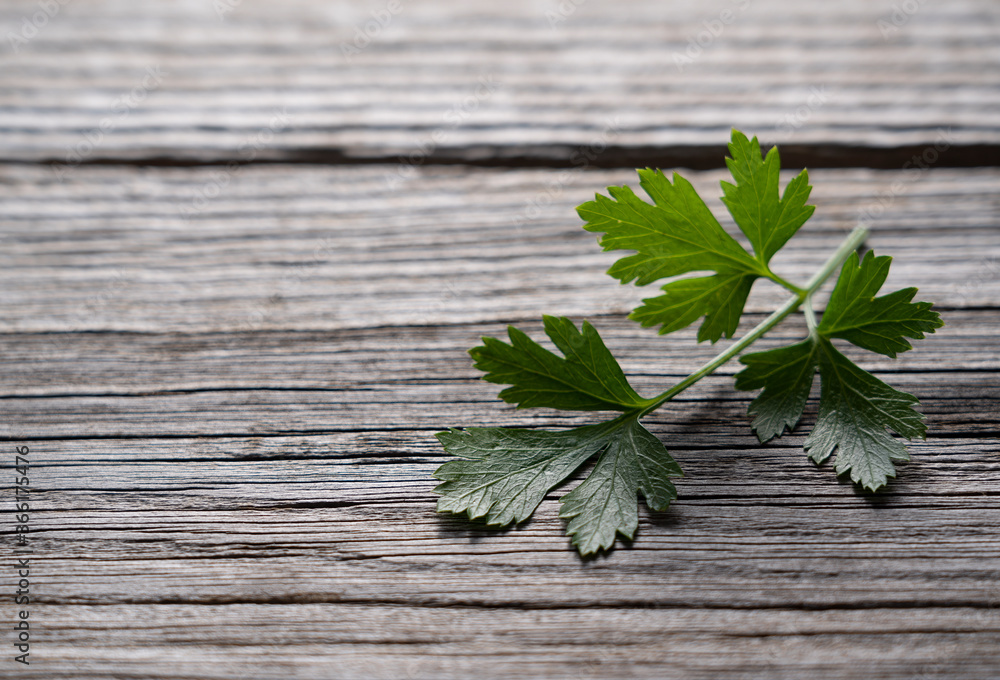 Italian parsley on an old tree background