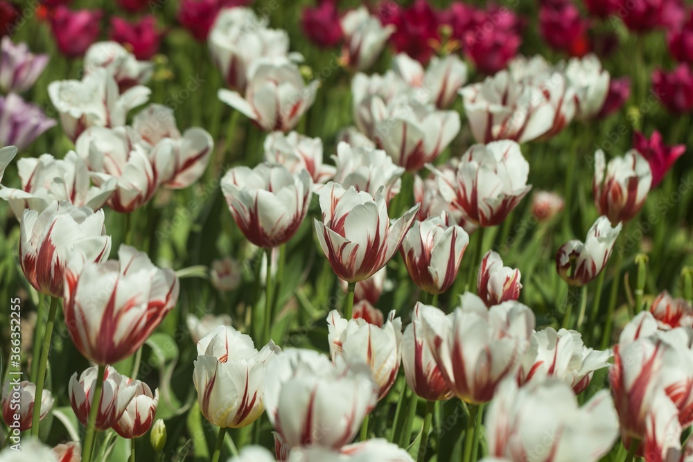 tulips garden