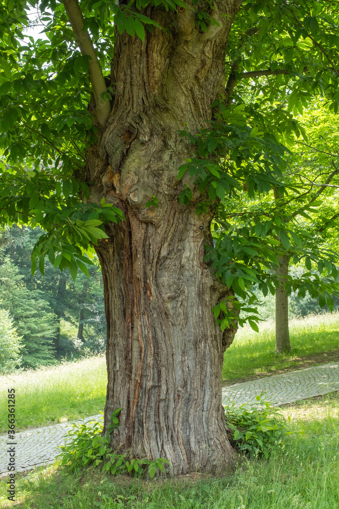 Castanea sativa im Schlosspark Blankenburg