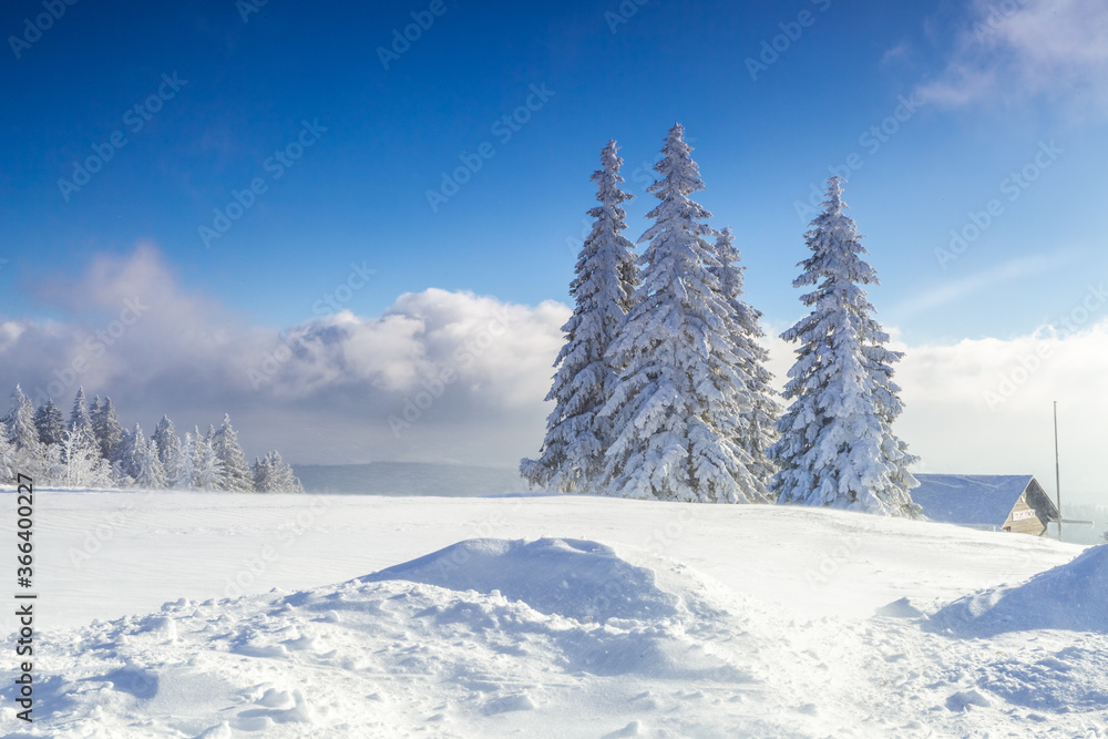 雪地上白雪皑皑的松树，冬季自然景观