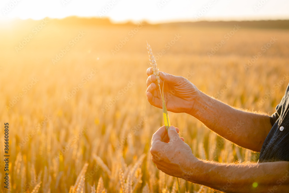 Beautiful wheat ears in man`s hands. Harvest concept. Sunlight at wheat field.