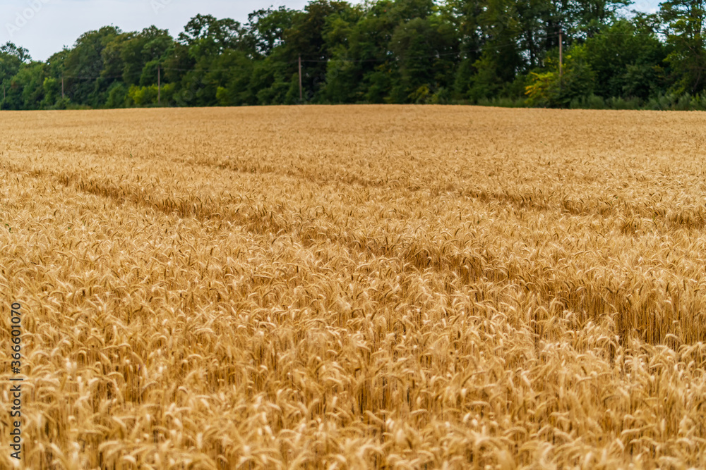 Spikelets of wheat against the blue sky. Green trees on the background.