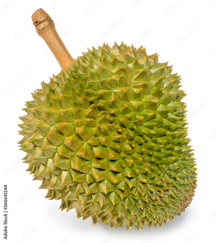 新鲜榴莲（Puangmanee durian）是白底水果之王，榴莲水果美味