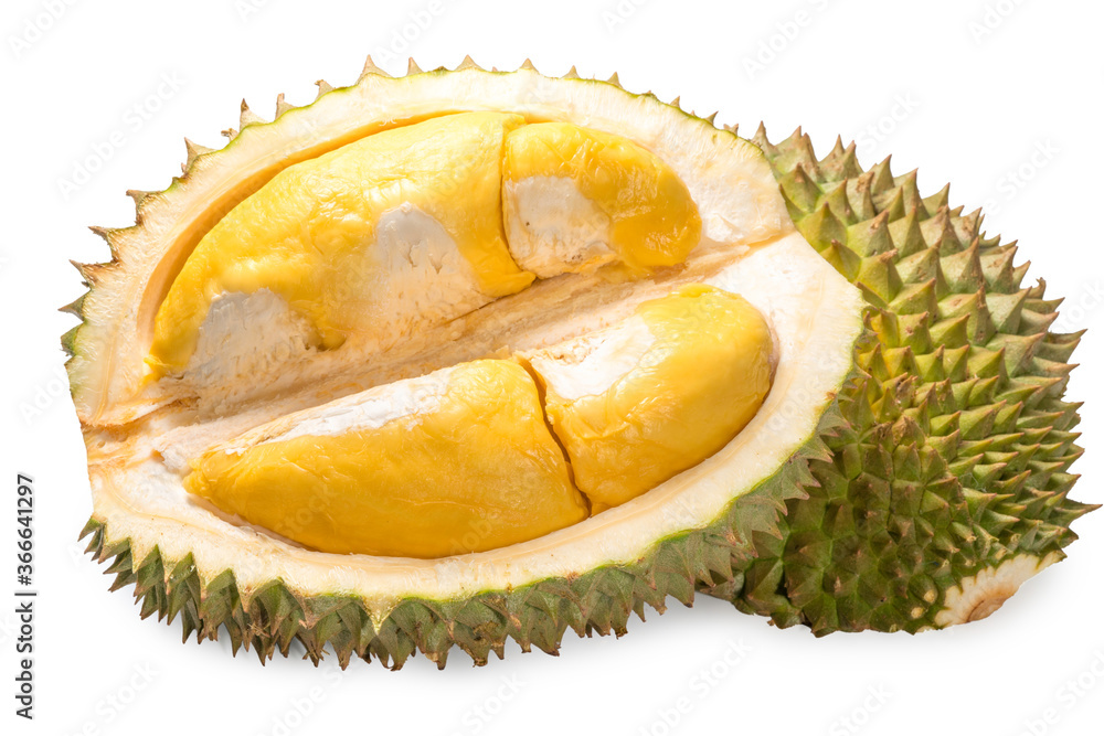 新鲜榴莲（Puangmanee durian）是白底水果之王，榴莲水果美味可口