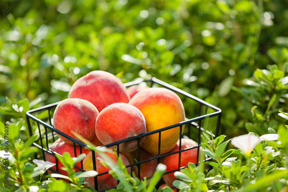 Basket with tasty fresh peaches in garden