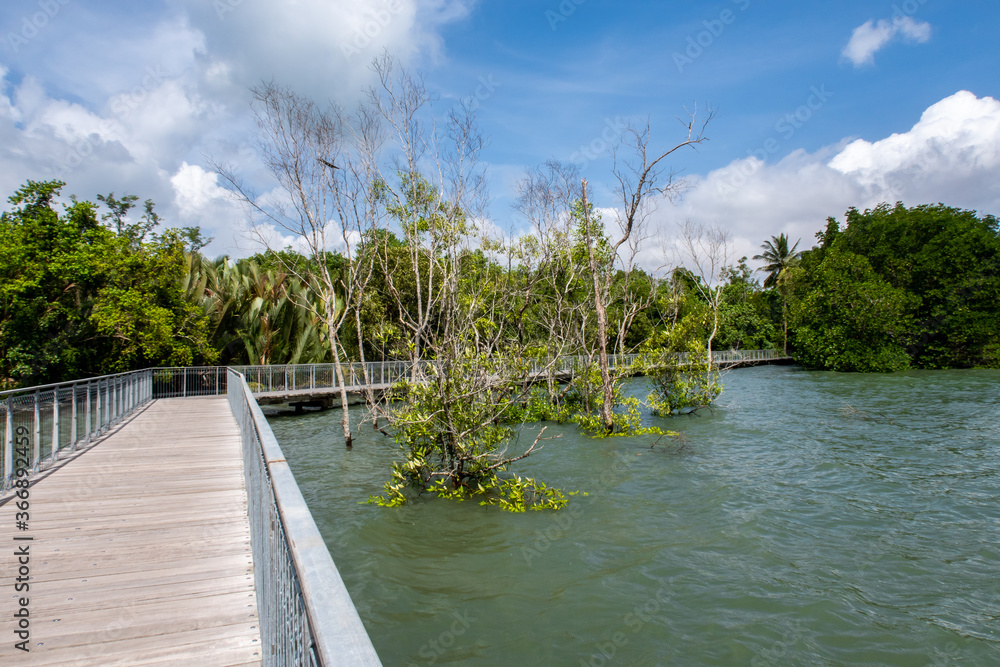 Chek Jawa Broadwalk码头，红树林湿地中的木制平台，俯瞰乌宾岛的大海