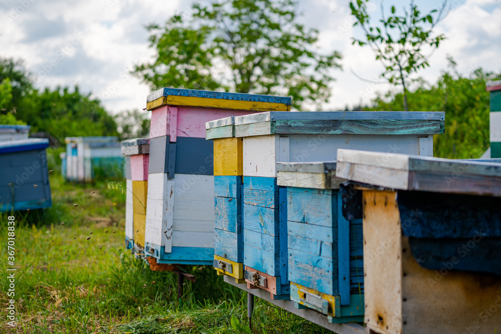 Flying bees near the hive. Wooden beehive and bees. Plenty of bees at the entrance of beehive in api