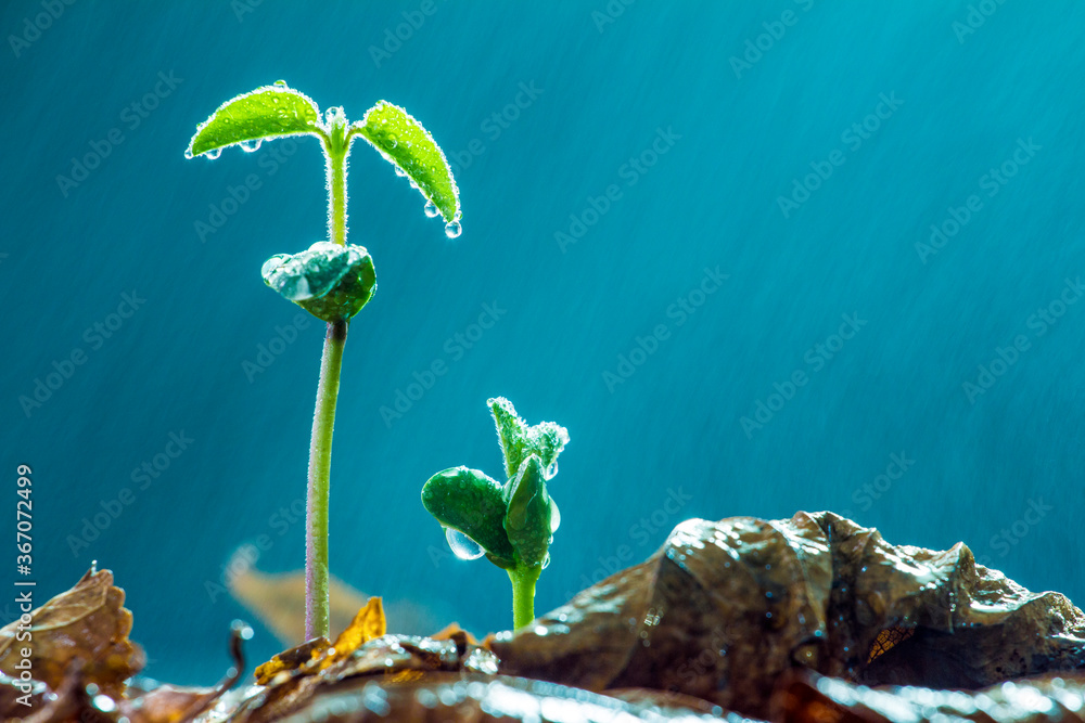 细雨中的花蕾