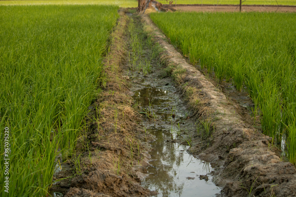 水稻分蘖在充满水的田地里处于苗圃阶段