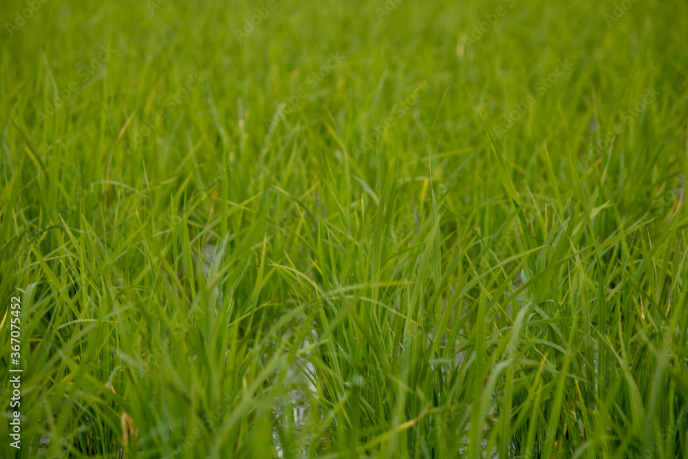 水稻分蘖在充满水的田地中处于苗圃阶段