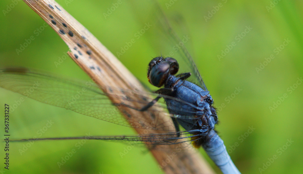 Blue dragon fly