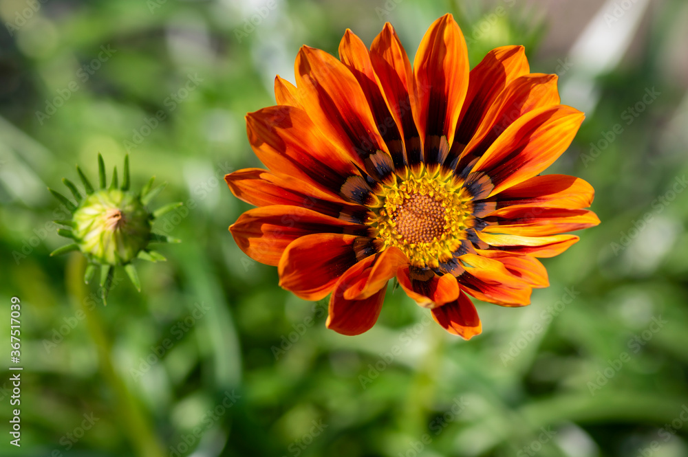 Gazania rigens splines开花植物，宝藏花卉人才混合栽培开花花卉，da