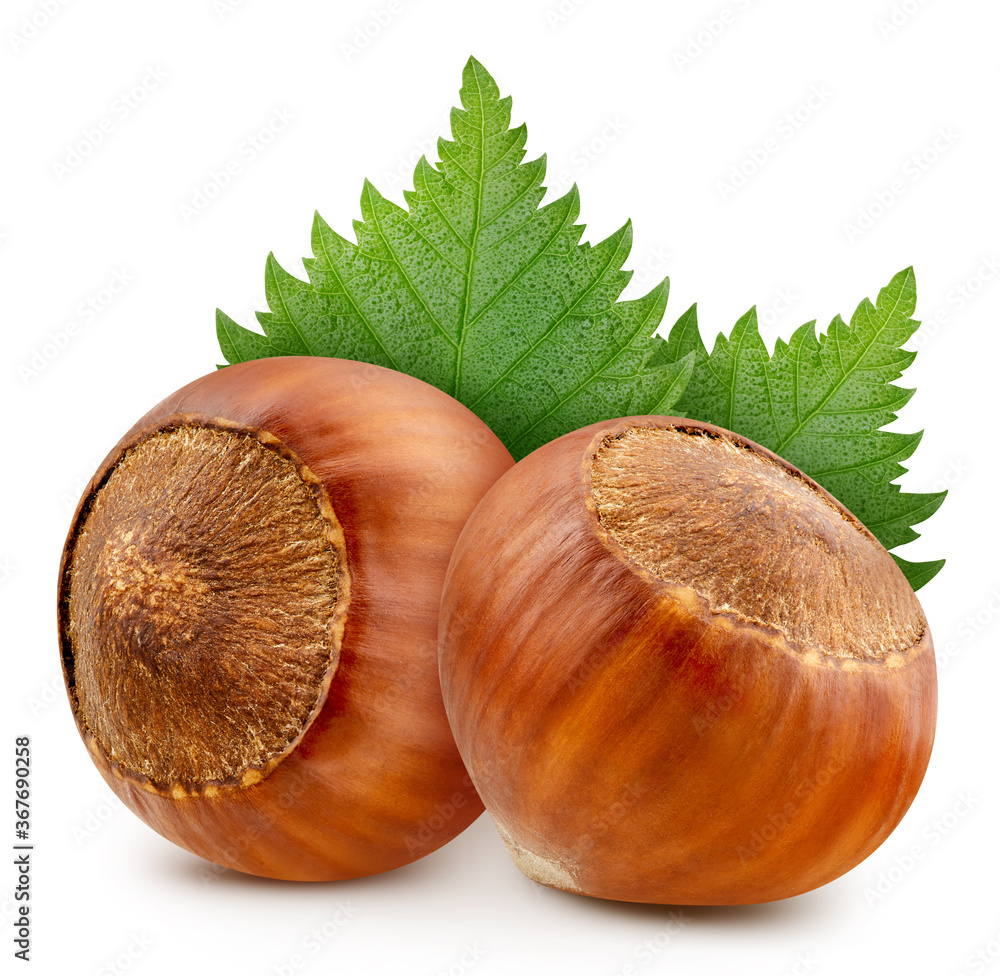 Hazelnut isolated on white background