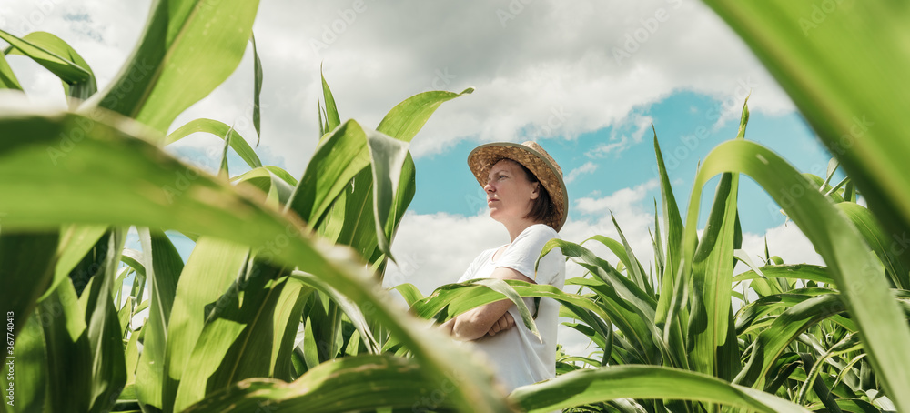 夏天看绿色玉米玉米田的女农民