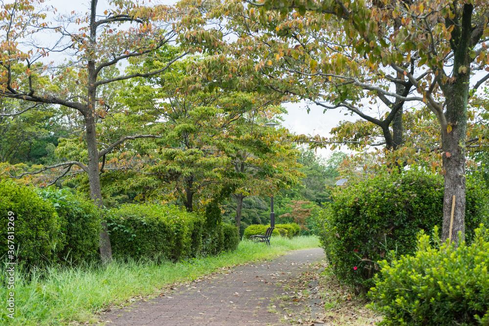 野川沿いの遊歩道