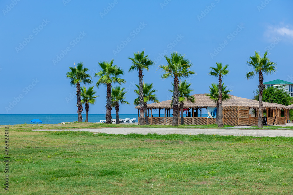 Palm trees on the Black Sea coast in Anaklia, Georgia