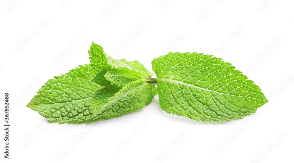 Fresh green mint on white background