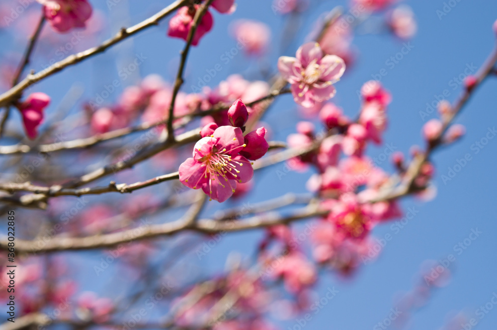 学名为Prunus mume。英文名为Japanese杏。