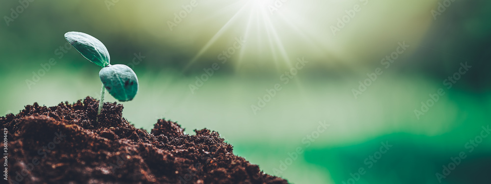 Seedlings in the soil on sunny day in the garden in summer