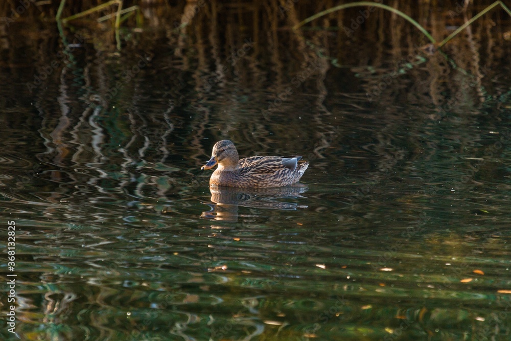 Duck Floating on the Pond