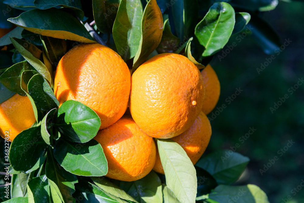 winter fruit tangerines rich in vitamin C