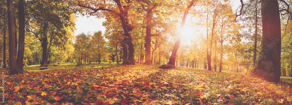 trees in the park in autumn on sunny day