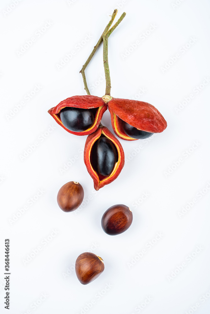 Fresh apple fruit on white background