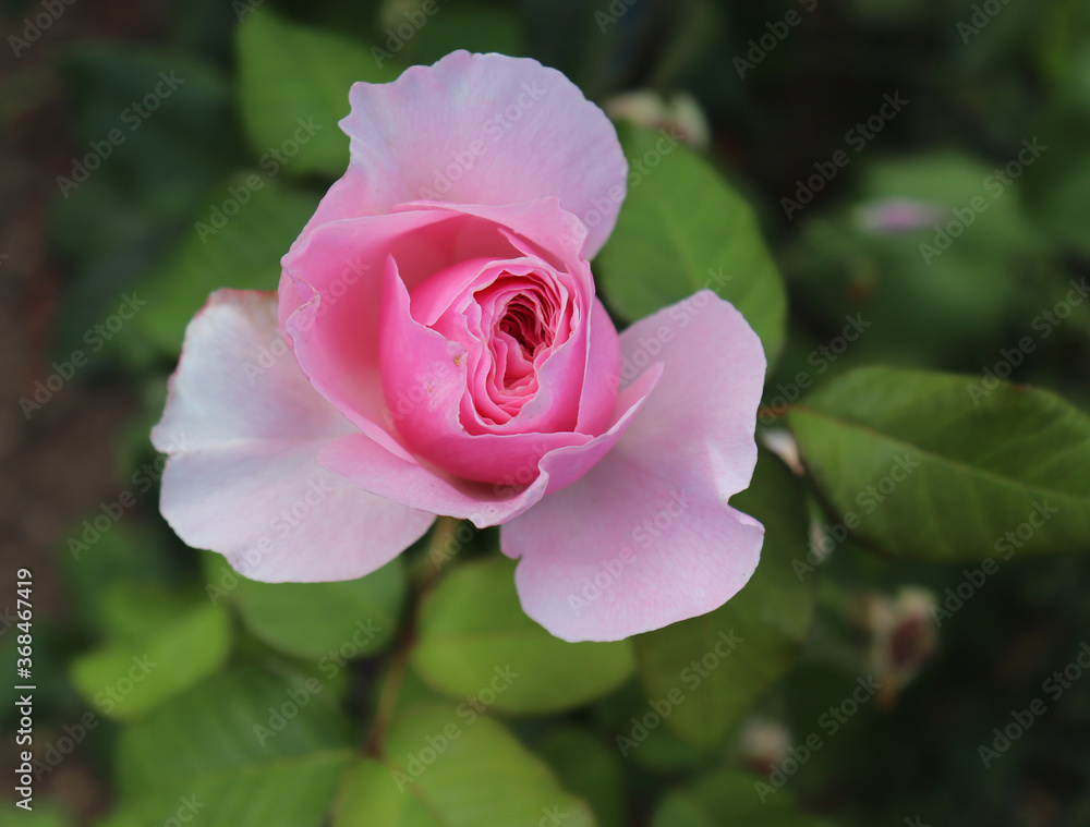 Closeup of beautiful pink rose Aphrodite bud photographed in the organic garden with blurred leaves.